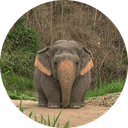 The Chubby Elephant