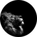 The Lion