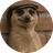 MEERKAT