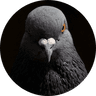 The Pigeon