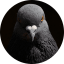 The Pigeon