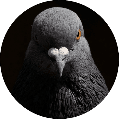 The Pigeon logo