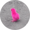 The rescued chick