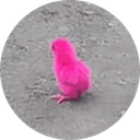 The rescued chick