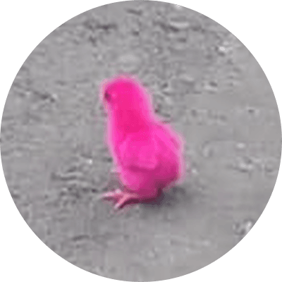 The rescued chick logo