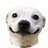 BUDDY