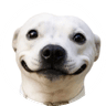 The Selfie Dog