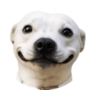 The Selfie Dog
