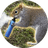 VNUT