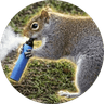 The Vaping Squirrel