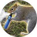 The Vaping Squirrel