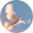 Dove