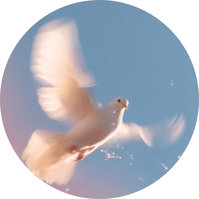 The White Dove logo