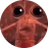 Krill