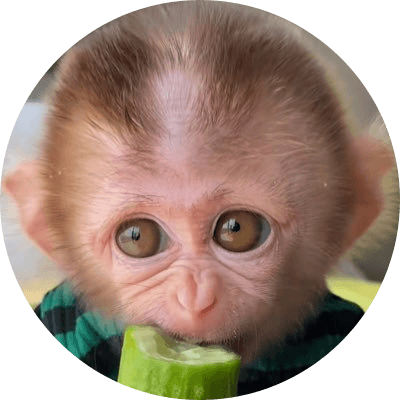 tiny monkey logo
