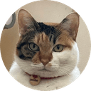 Totakeke's cat