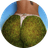 grass