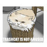 Trashcat
