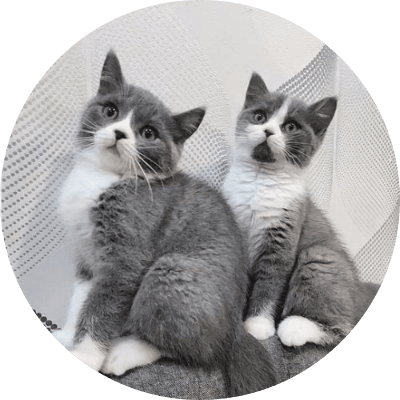 Twinny logo
