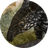 Ume