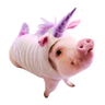 Unicorn Pig