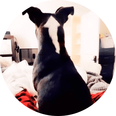 UpDog logo