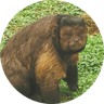 Viral Chinese Monkey