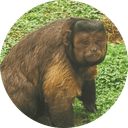 Viral Chinese Monkey