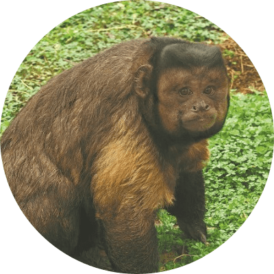 Viral Chinese Monkey logo