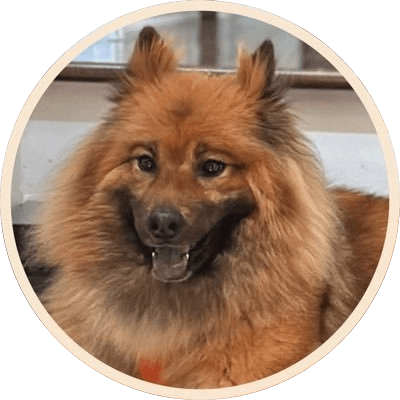 Vitalik's Dog logo