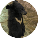 WenWen