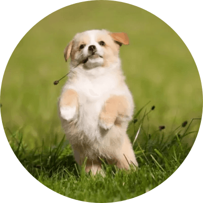 Willy logo