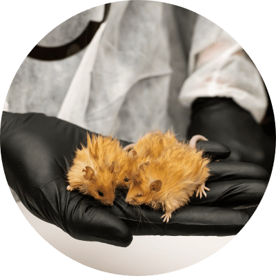 Woolly Mouse logo