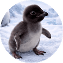 World's Tiniest Penguin