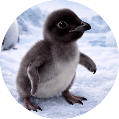 World's Tiniest Penguin logo