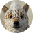 wDOG