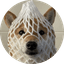wrapped dog