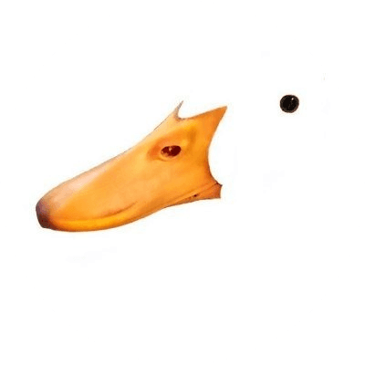 Wrinkle The Duck logo