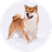 $YOSHI
