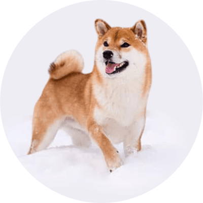 YOSHI INU logo