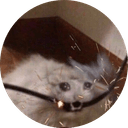 ZAPCAT