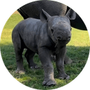 Zina the Baby Rhino