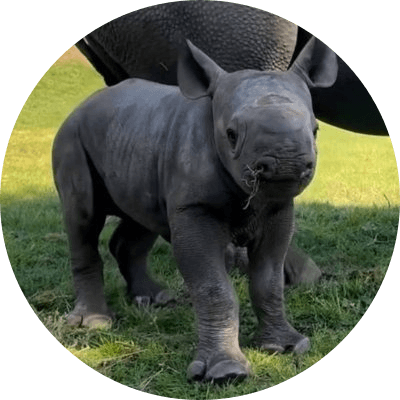 Zina the Baby Rhino logo